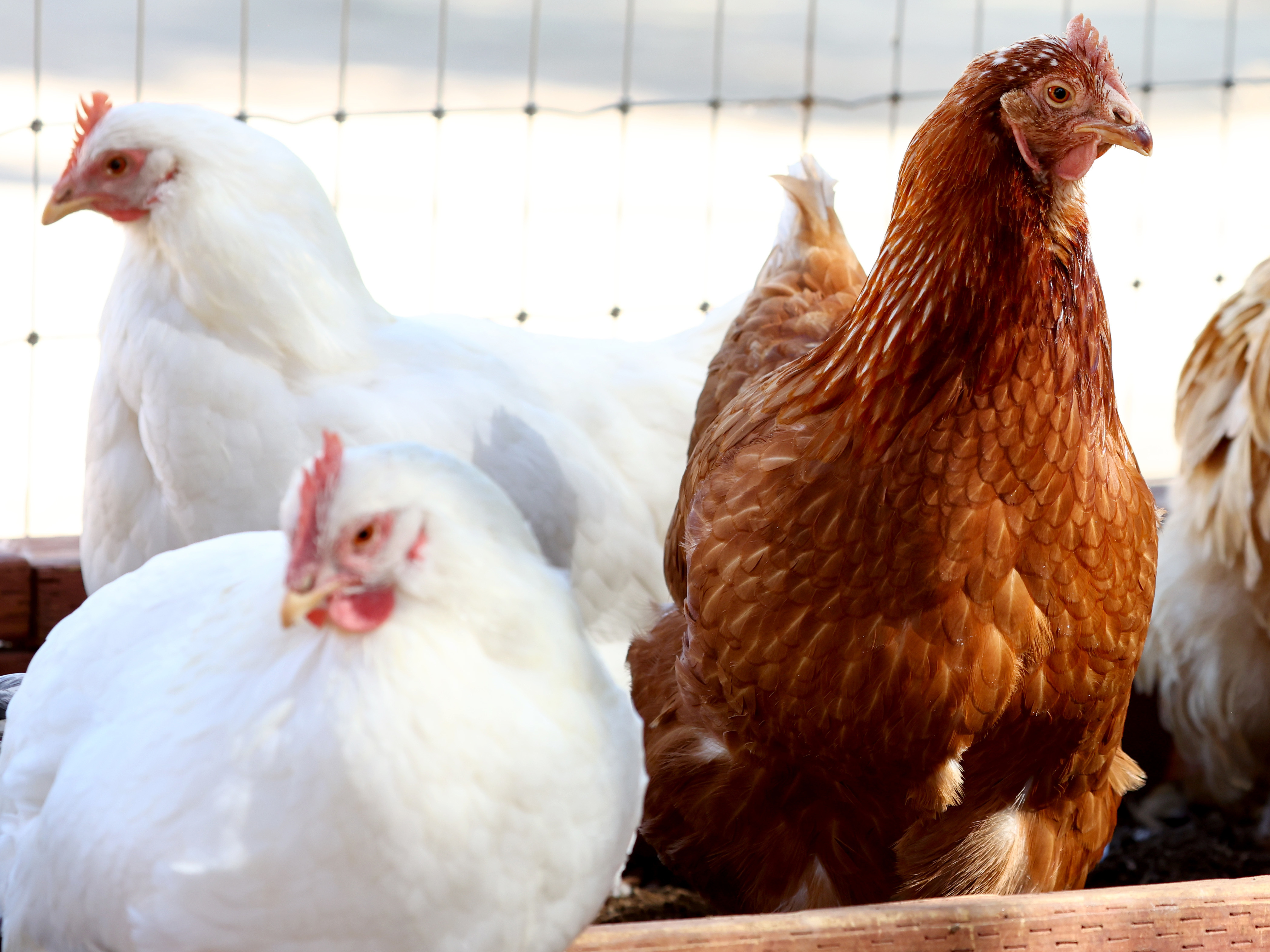 What we know about the deadliest U.S. bird flu outbreak in history ...