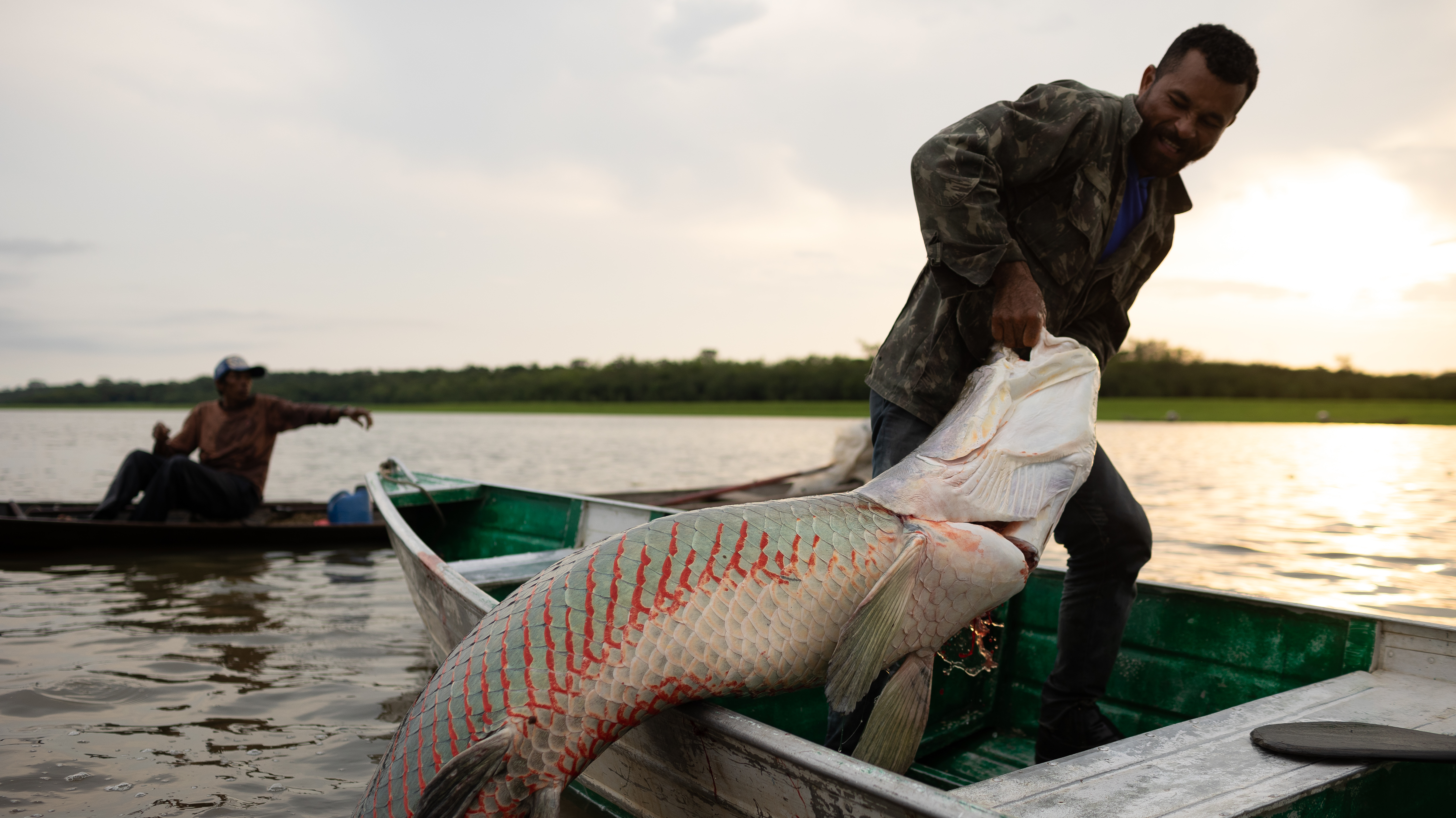 Rare good news from the Amazon: Gigantic fish are thriving again