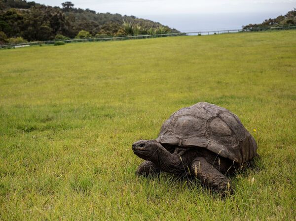 Jonathan chills on the lawn of Plantation House, the residence of the governor of St. Helena, in October 2017. The world's oldest tortoise is celebrating what is believed to be his 190th birthday this year.