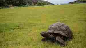 Jonathan, the world's oldest tortoise, marks his 190th with fanfare and salad cake