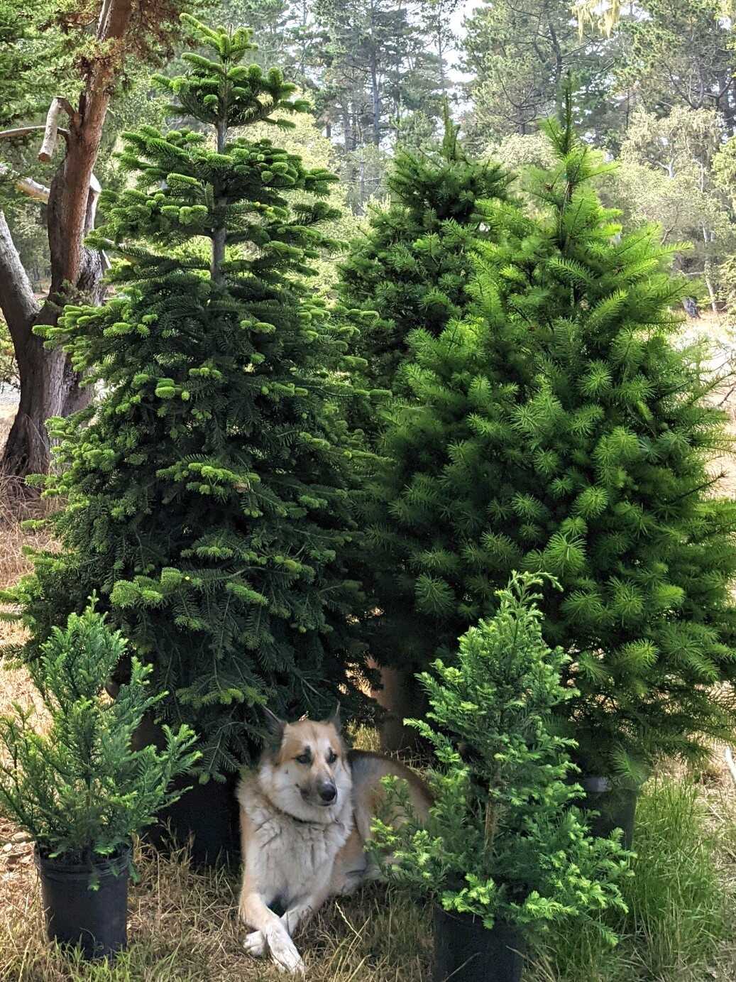 Planted christmas deals trees