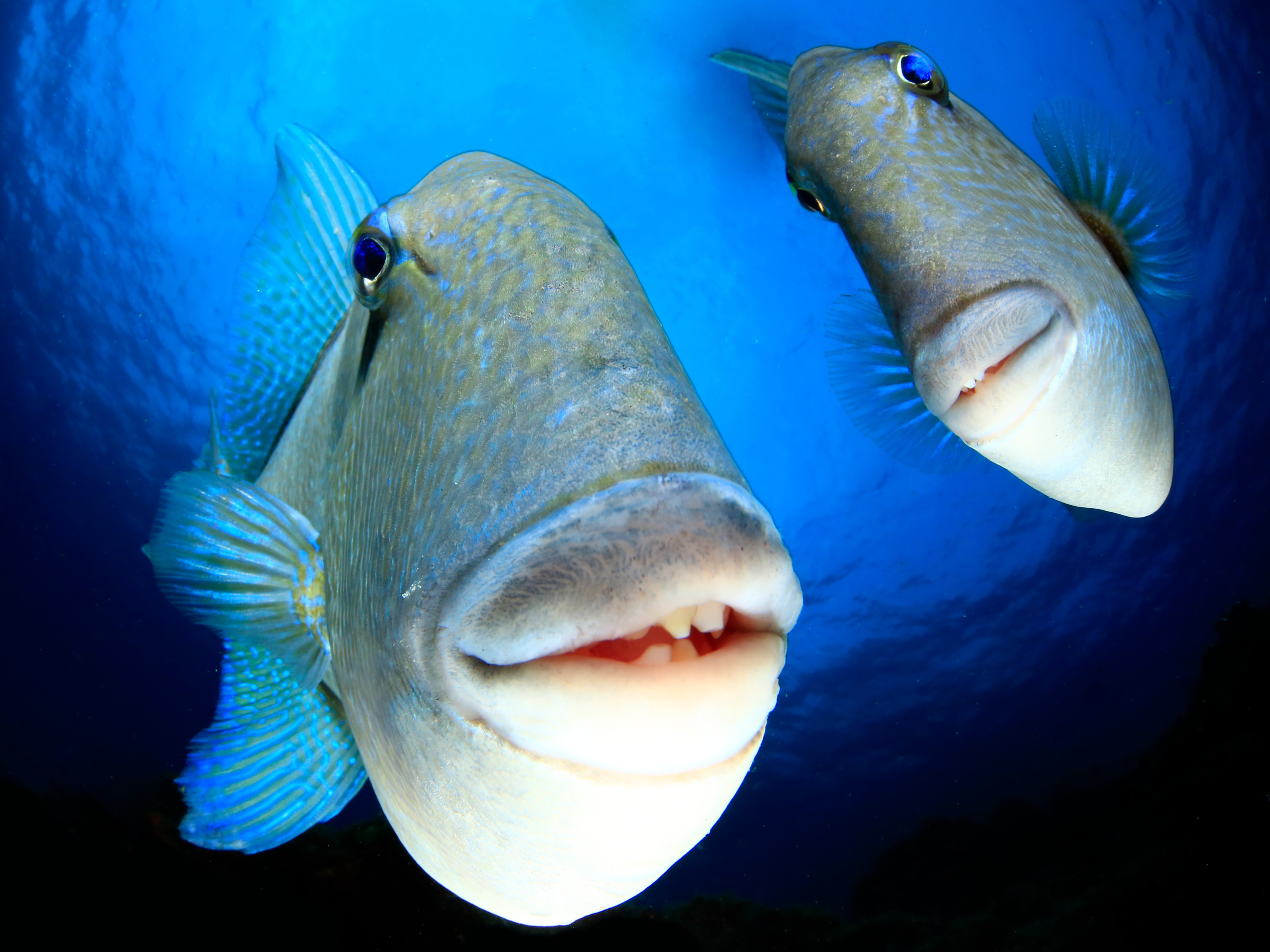 Arturo Telle Thiemann's photo of a couple triggerfish looking into the camera. The photo won the Creatures Under the Sea Award.