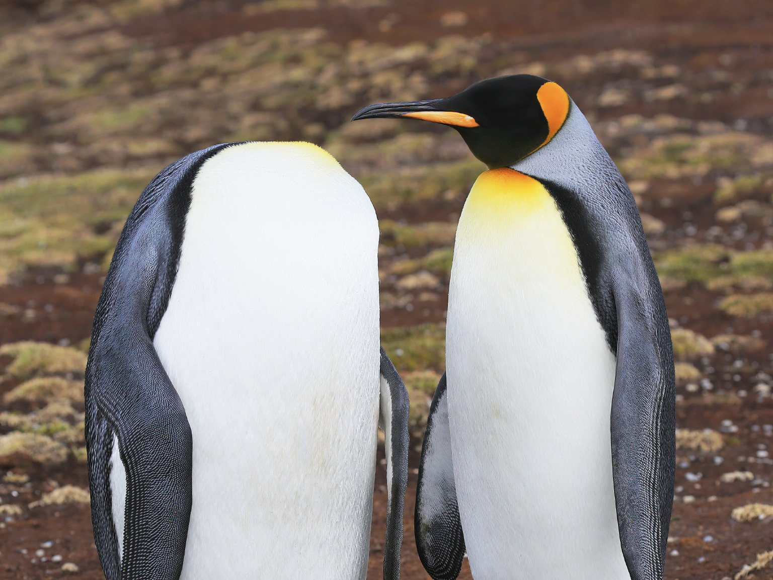 Martin Grace's photo of two king penguins at Volunteer Point in the Falkland Islands.