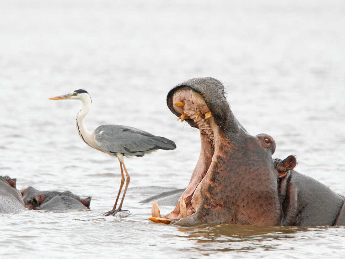 Want funny animal pictures? Look at the Comedy Wildlife Photography Awards.  : The Picture Show : NPR