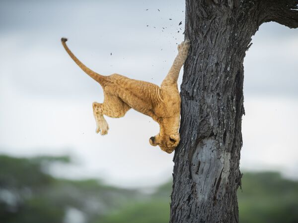 We're not lion: The 2022 Comedy Wildlife Photography Awards are a good laugh