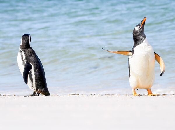 Jennifer Hadley's photo of two penguins on the Falkland Islands. The photo won the Affinity Photo 2 People's Choice Award.