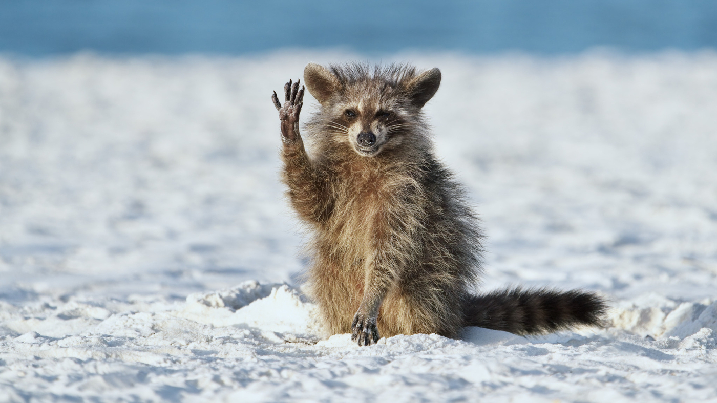 Want funny animal pictures? Look at the Comedy Wildlife Photography