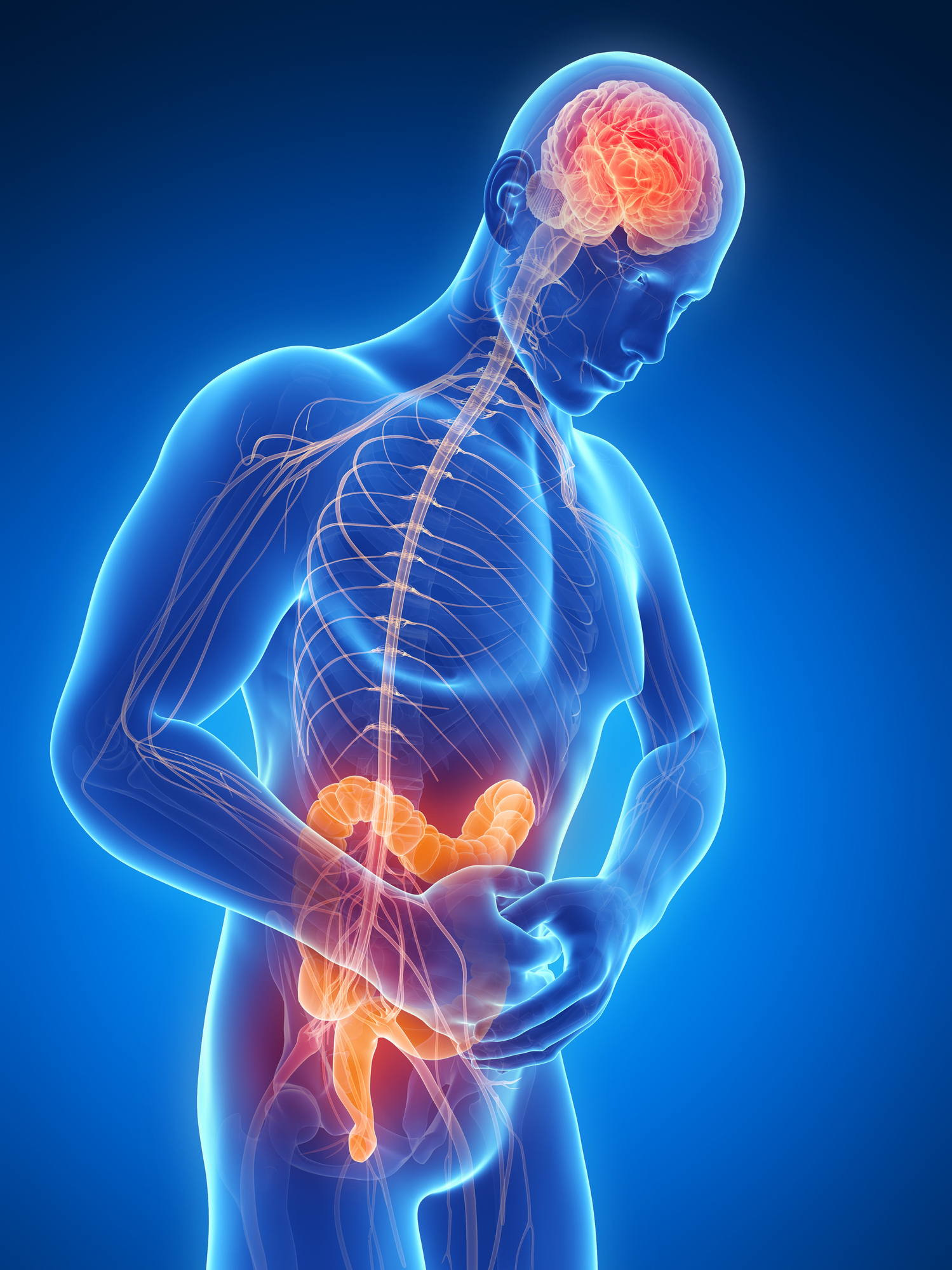 The human body evolved to have a tight connection between the brain and the gut.