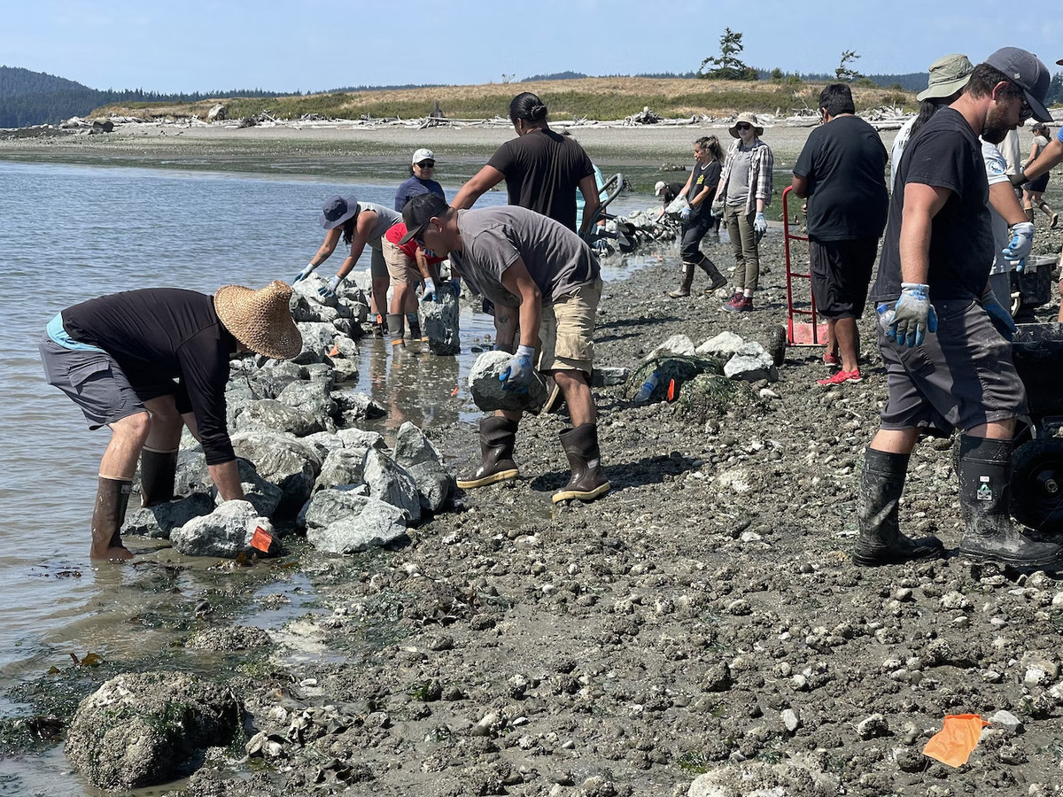 A hand-built rock wall for a clam garden takes shape on Kiket Island, on the Swinomish Reservation in Washington state, on Aug. 12.