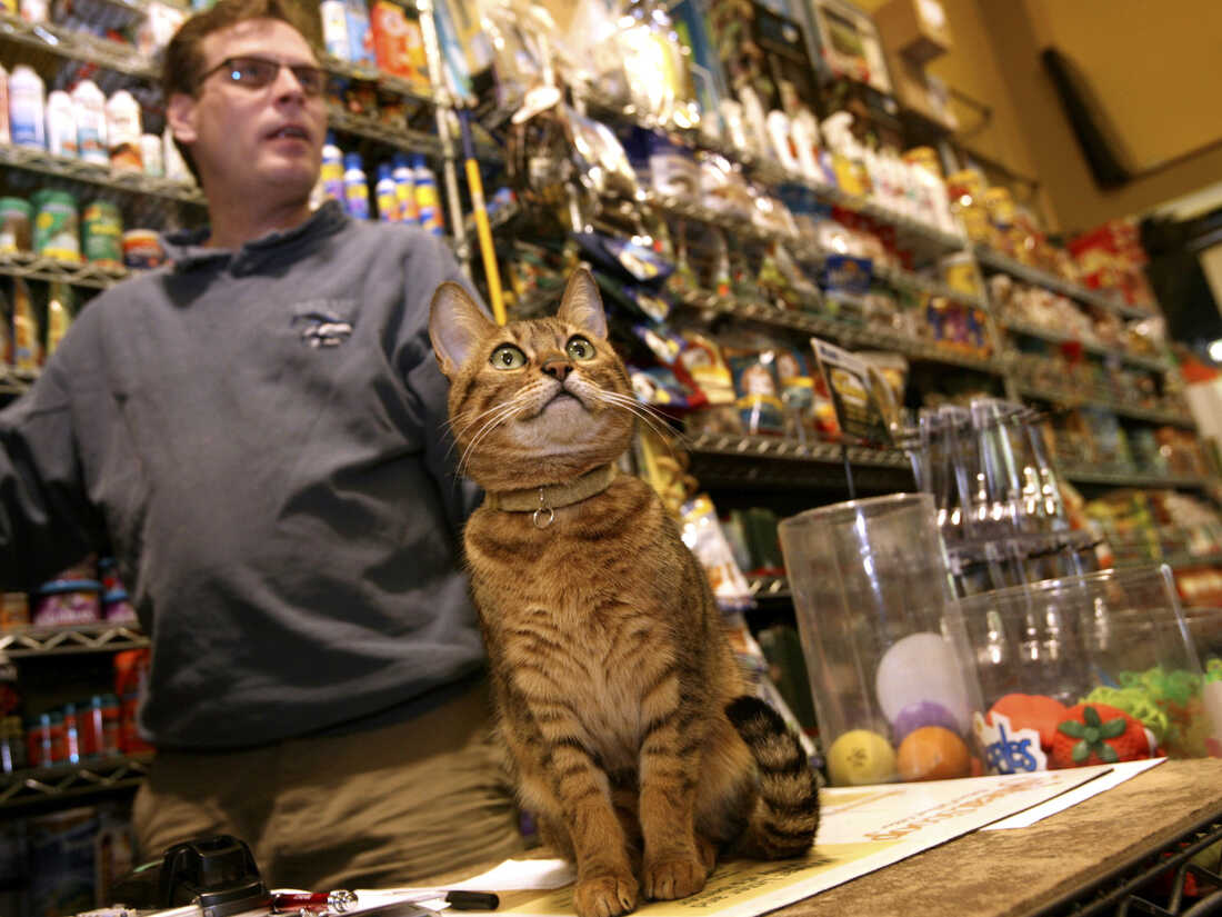 Shopping shop for cats