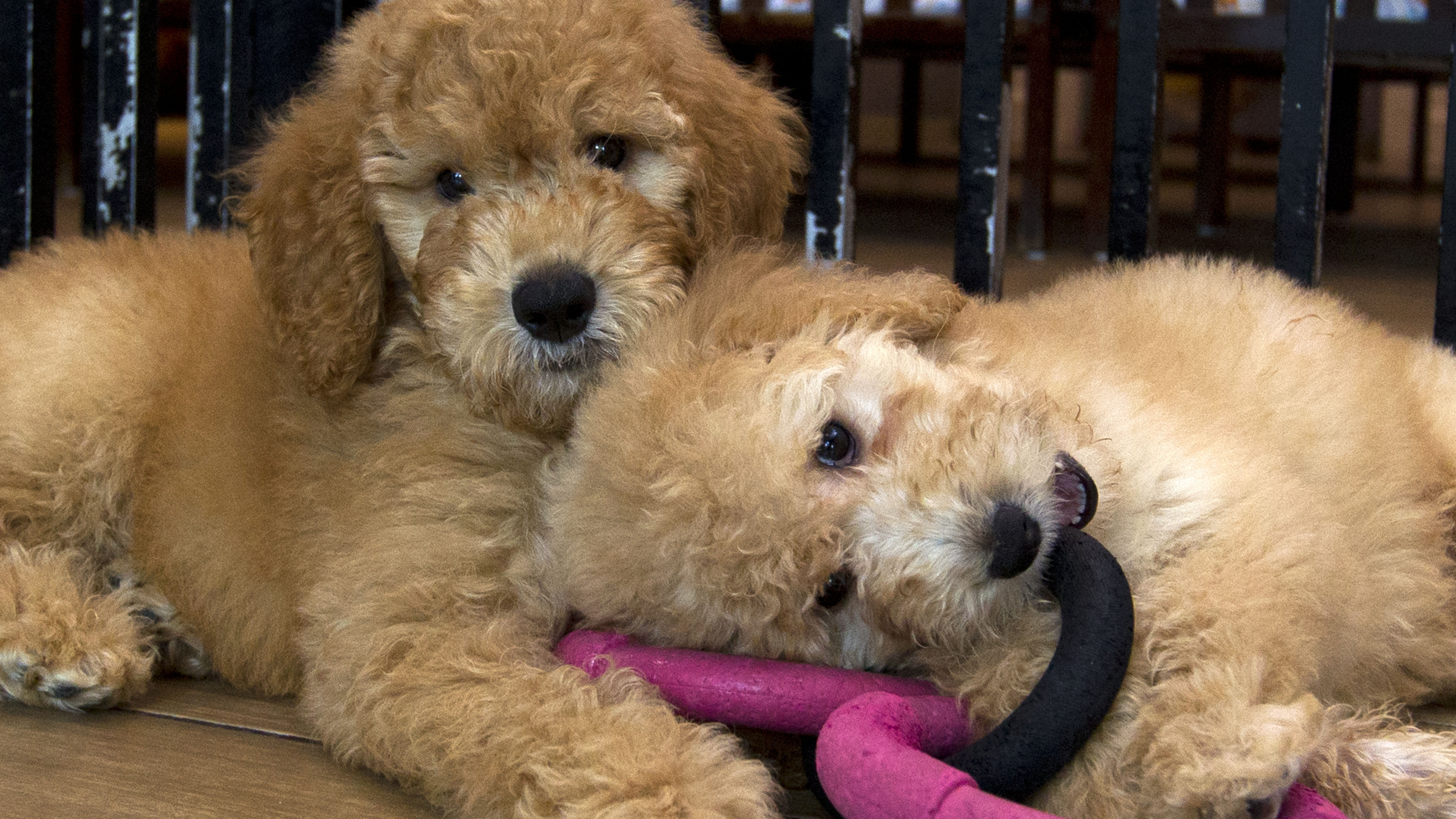 New York bans pet stores from selling cats, dogs and rabbits