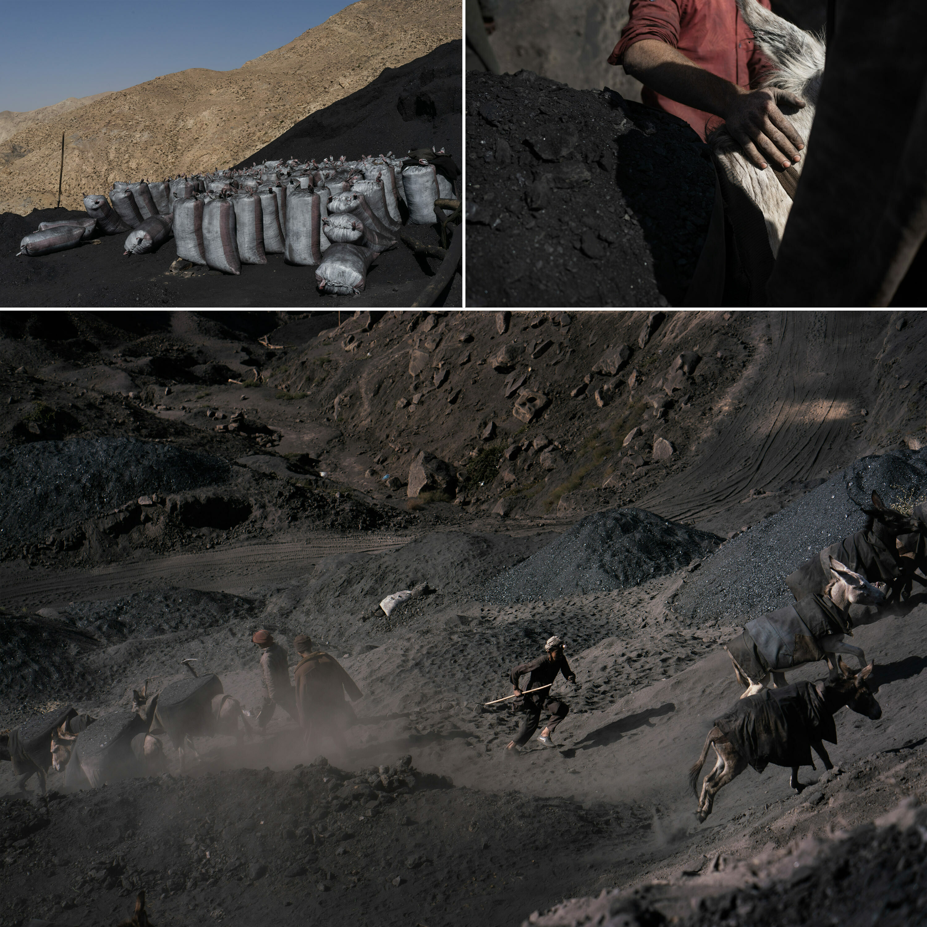 In Afghanistan, coal mining relies on the labor of children 3 Top left: Bags of coal ready to be loaded onto trucks. Top right: A boy puts a guiding hand on the neck of a coal-laden donkey. Bottom: A man runs, urging donkeys to quicken their pace up the hill to a mine entrance.