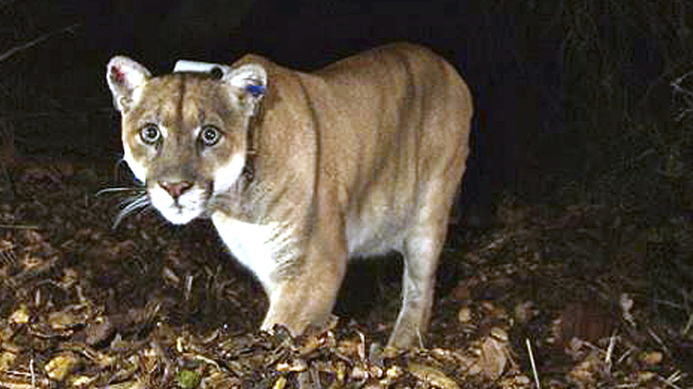 P-22, Hollywood's famous mountain lion, is euthanized after suffering injuries