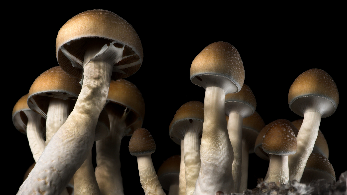 Are Mind-Altering, Psychedelic Drugs — like 'magic mushrooms' —  Therapeutic? : Short Wave : NPR