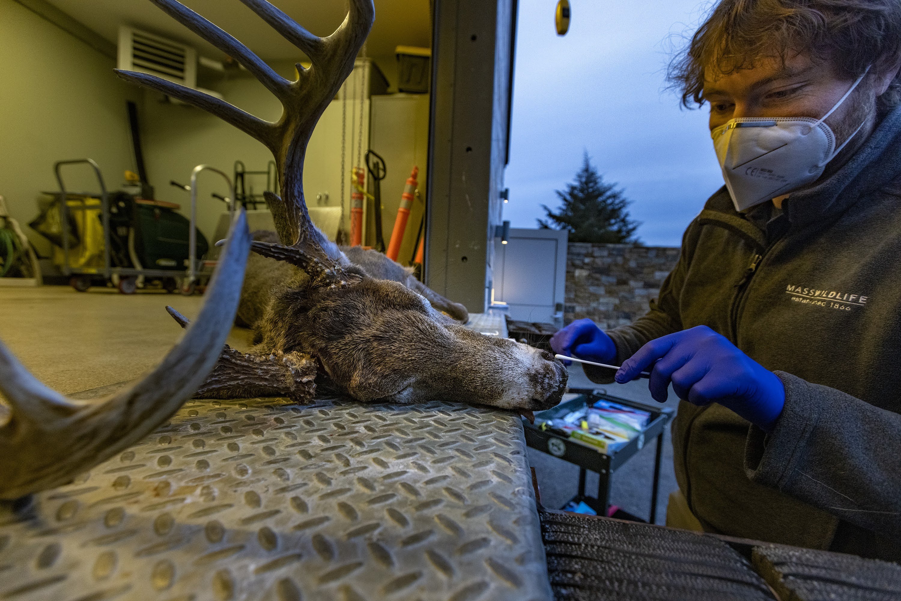 Massachusetts Wildlife Deer & Moose Biologist Martin Feehan prepares to insert a cotton swab into the nose of a dead deer buck, found in Needham, to test it for the presence of the COVID-19 virus. Westborough, Ma. in January 11, 2022. Full story here.
