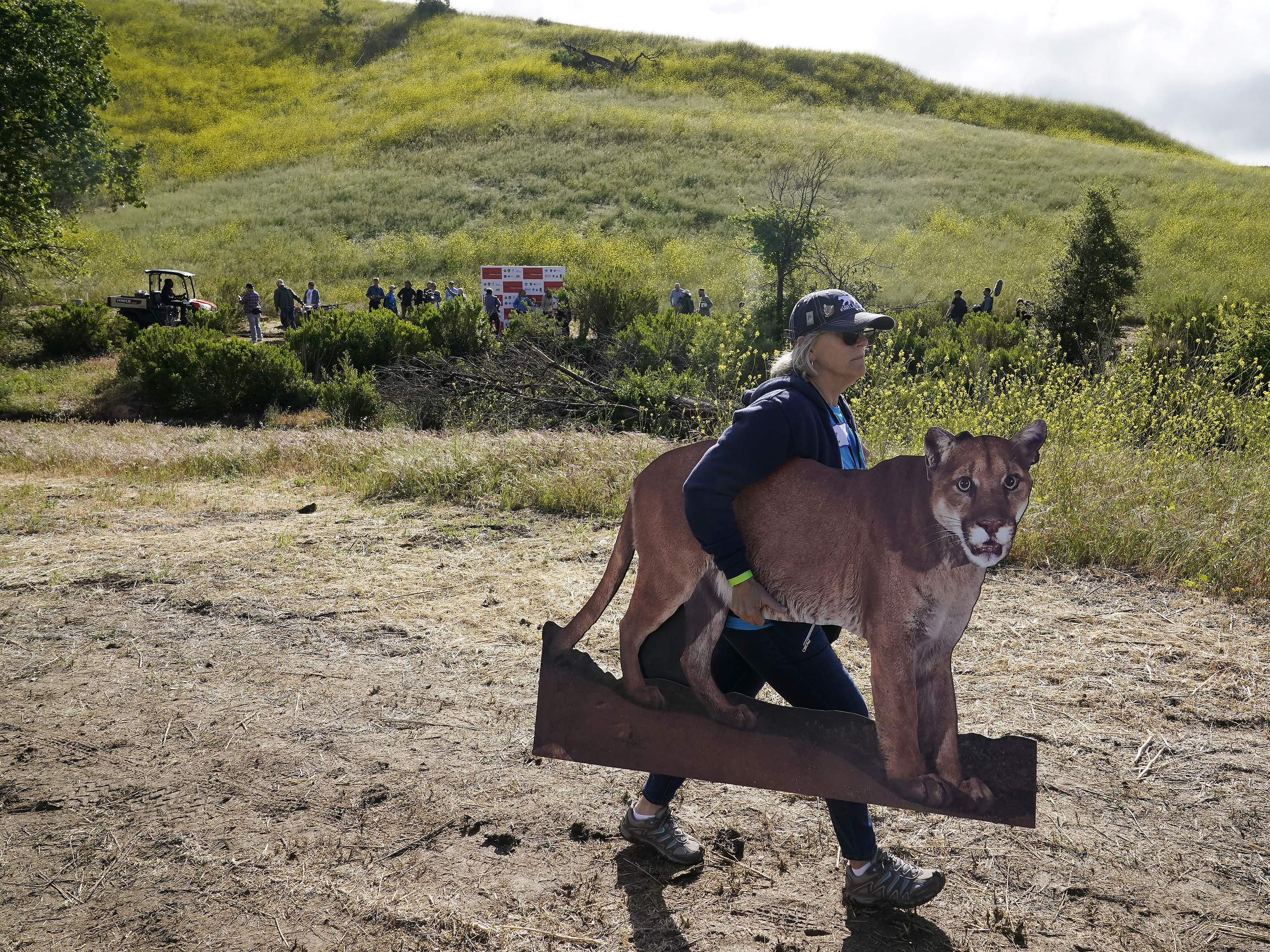 P-22, late LA mountain lion, makes a wildlife crossing possible : NPR