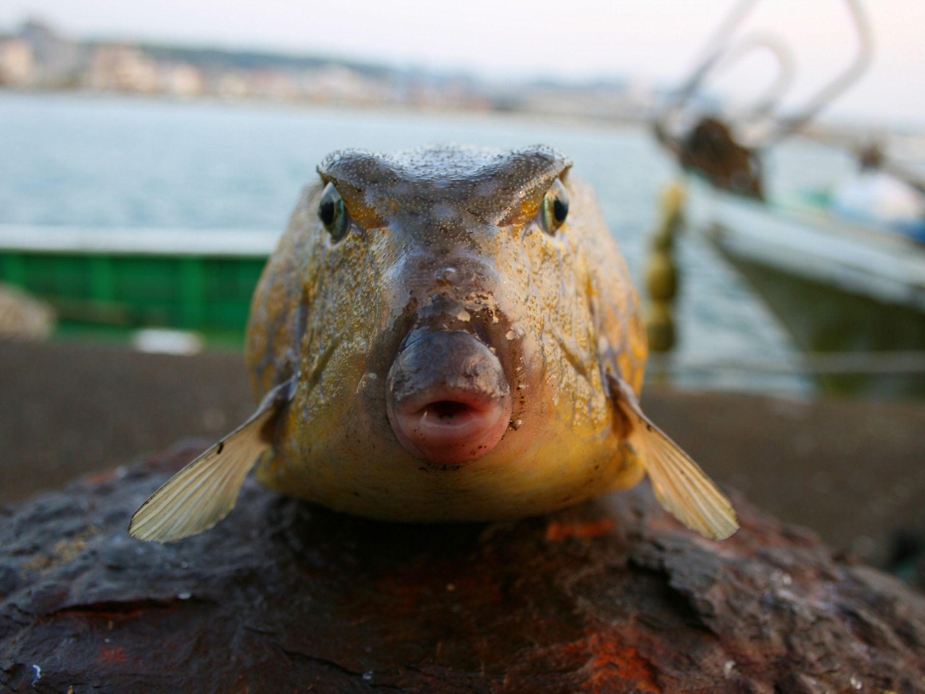 TikTok's favorite zoologist quizzes us on the most dangerous animals : Short Wave
