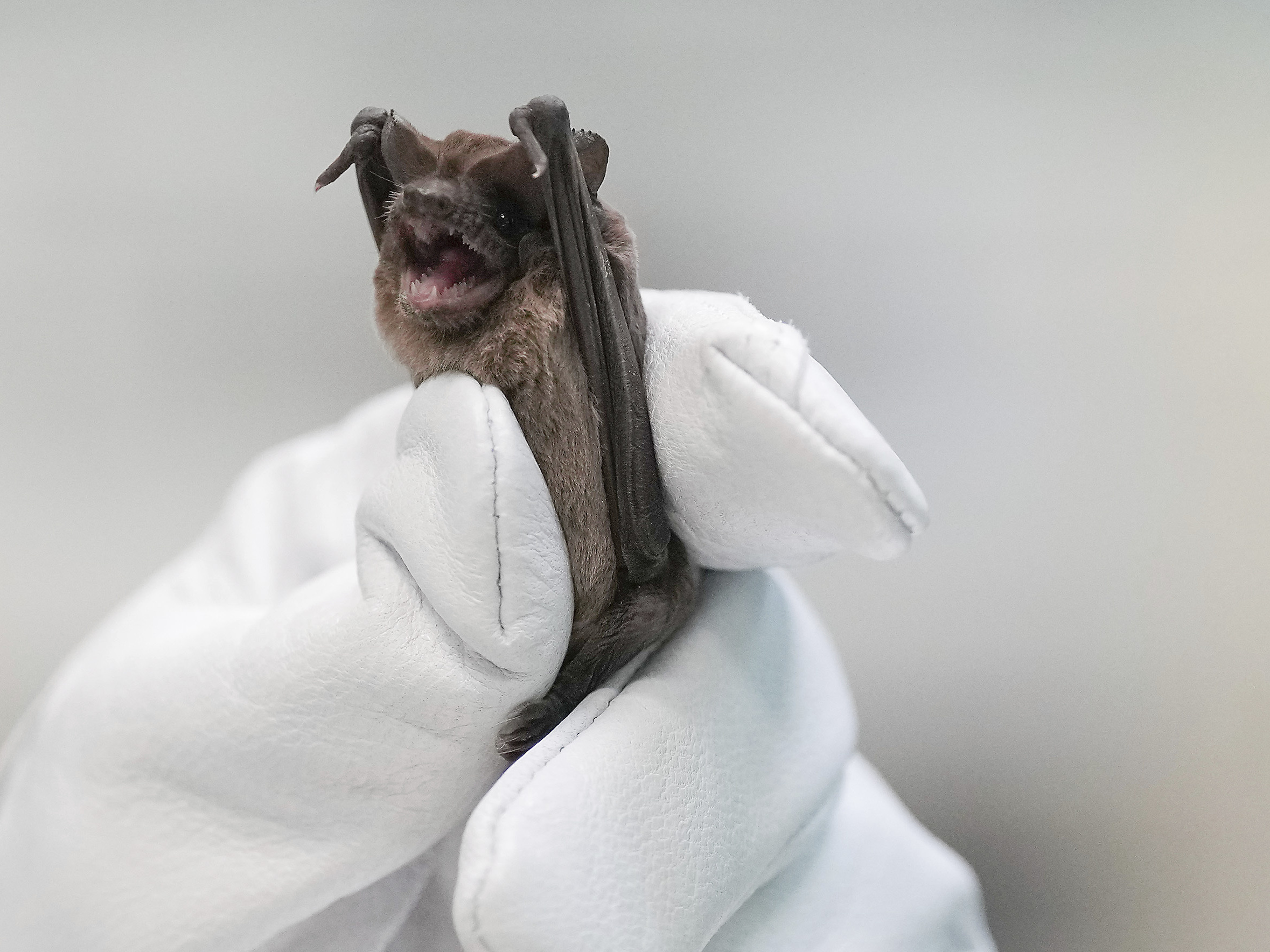 1,600 bats fell to the ground during Houston's cold snap. Here's how
