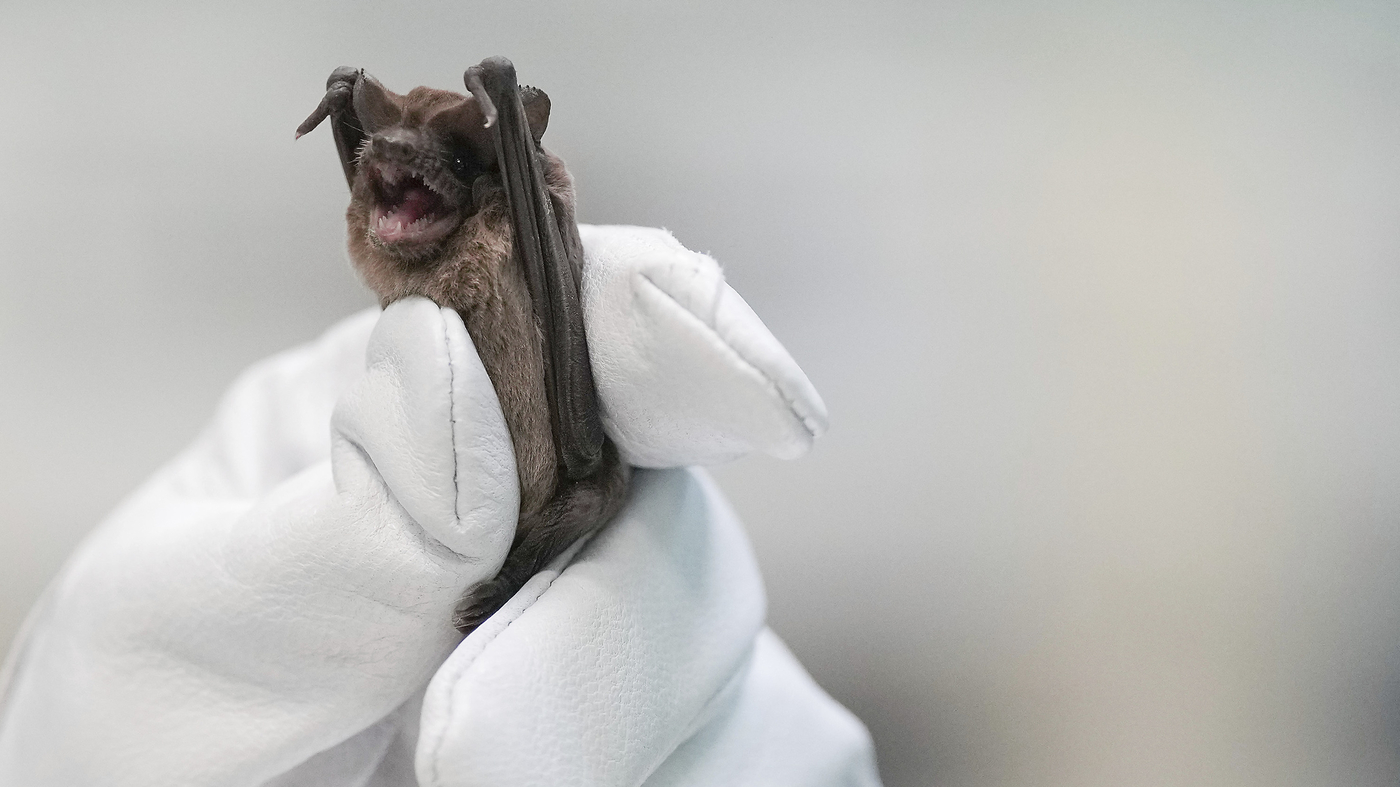 How hundreds of Houston bats were saved after a cold snap NPR