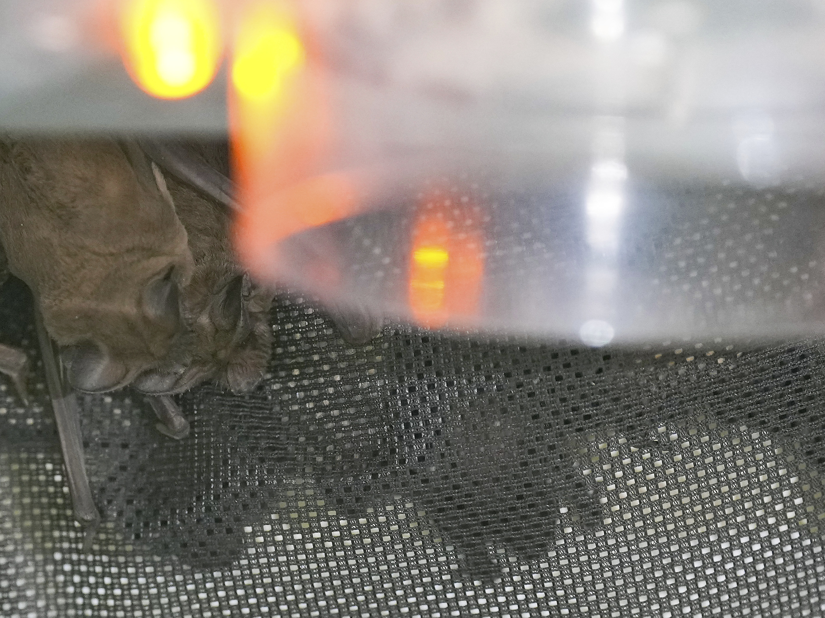 1,600 bats fell to the ground during Houston's cold snap. Here's how