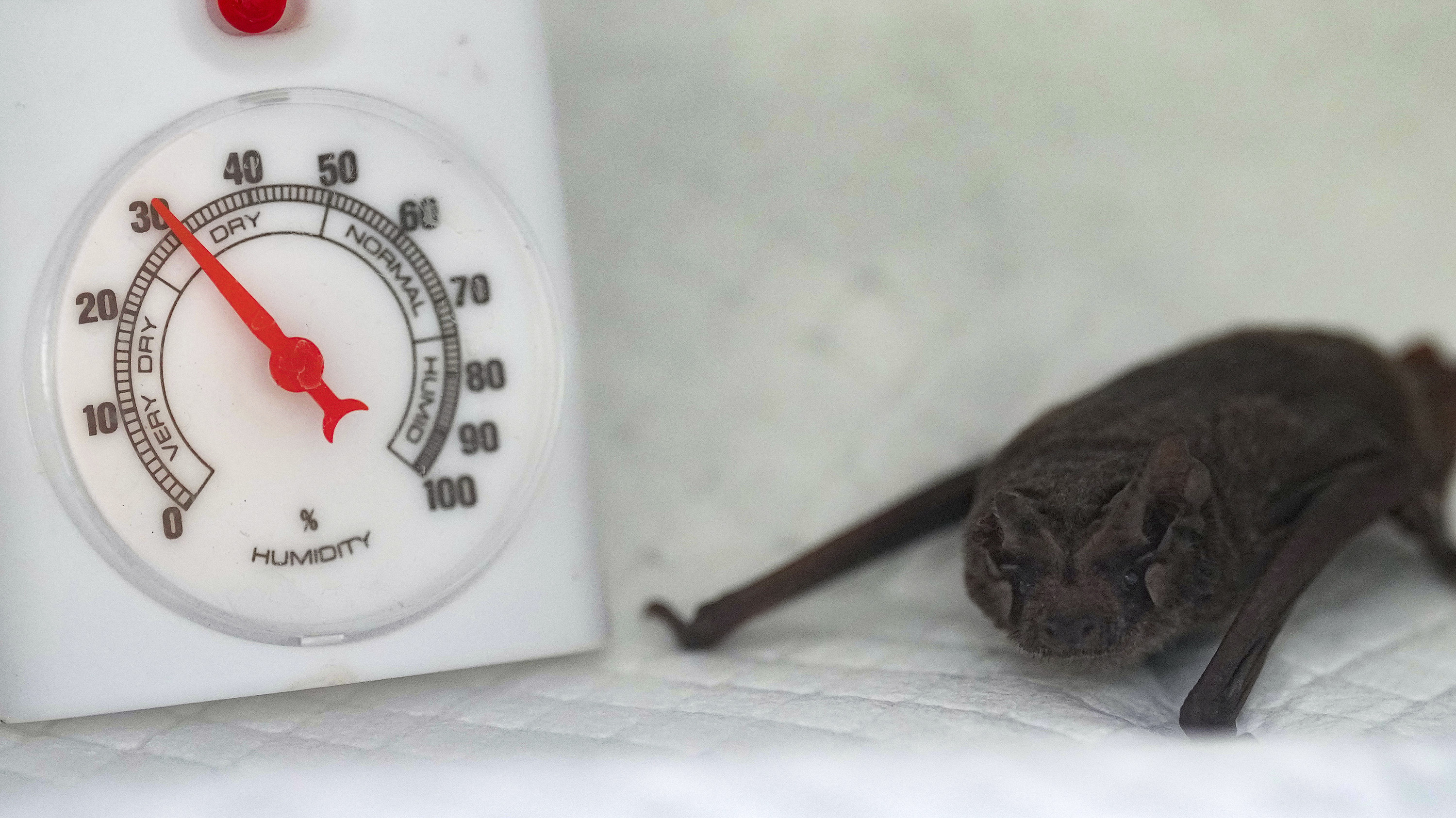 A Mexican free-tailed bat hangs out in an incubator after getting some fluids.