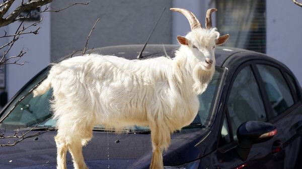 There's no debate about this GOAT.