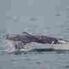 A gray whale gave birth as a whale watching tour looked on