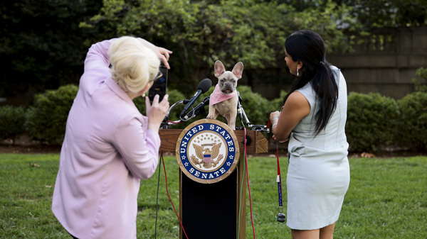 A staff member for Sen. Rand Paul takes photos of her puppy, Jefferson, before a 2021 press conference on the FDA Modernization Act.