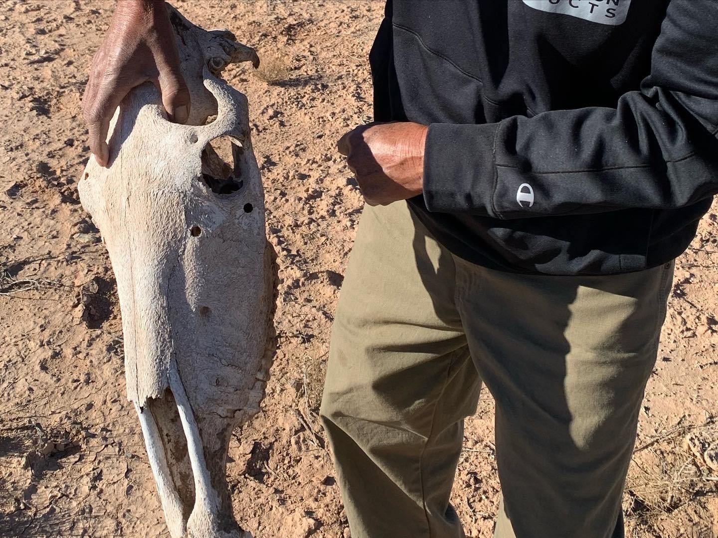 A skull of a horse that was apparently shot on a patch of desert bordering the Navajo Nation in Utah. (Justin Higginbottom)