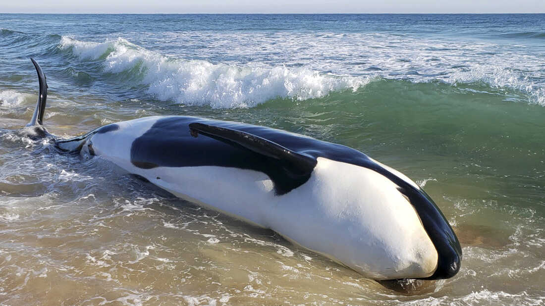 beached killer whale