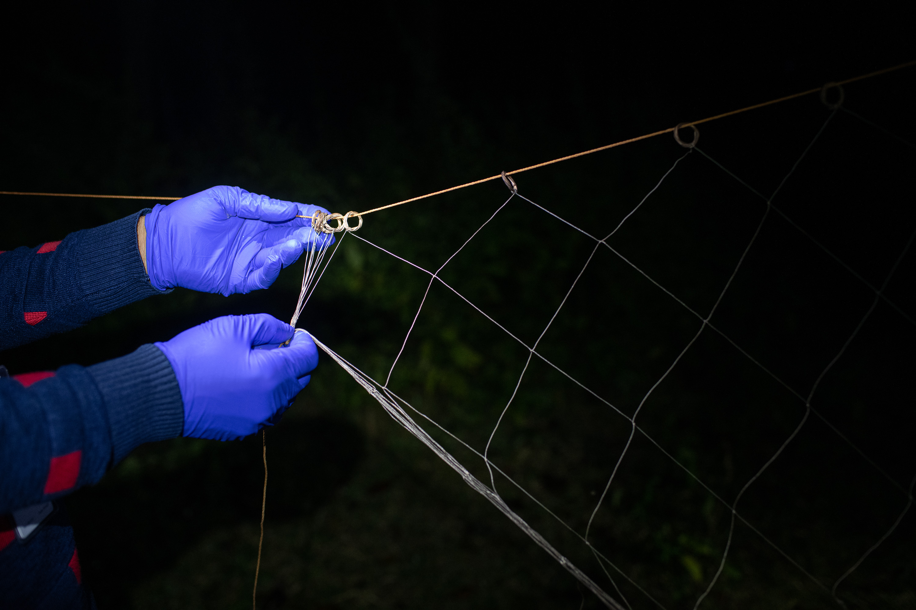 The Nipah virus has a kill rate of 70. Bats carry it. But how does it