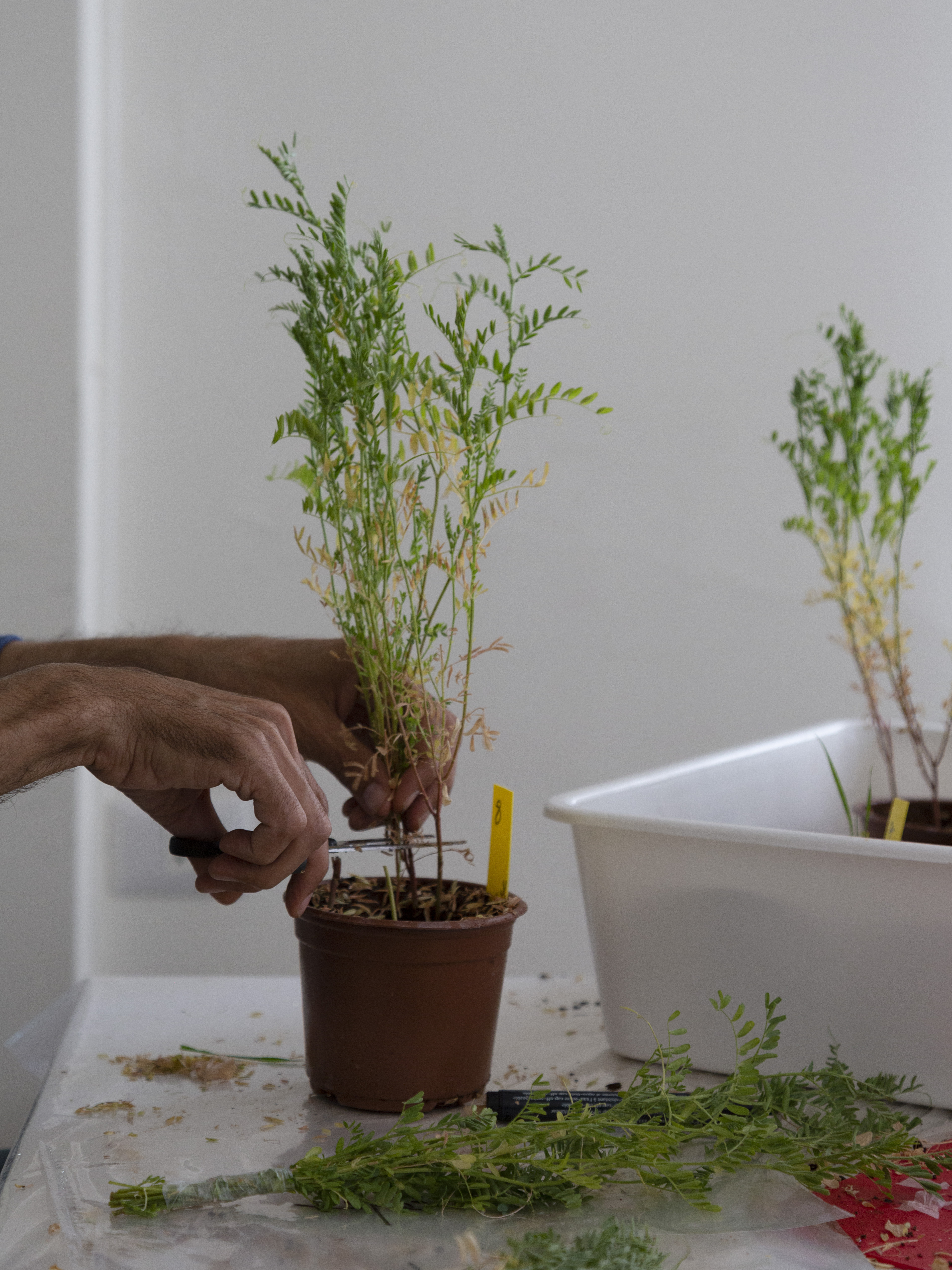 ICARDA lab employee Bilal Inaty cuts a lentil plant in order to test it for various diseases at the ICARDA research station in the village of Terbol in Lebanon's Bekaa valley, on Dec. 21, 2022. (Dalia Khamissy for NPR)