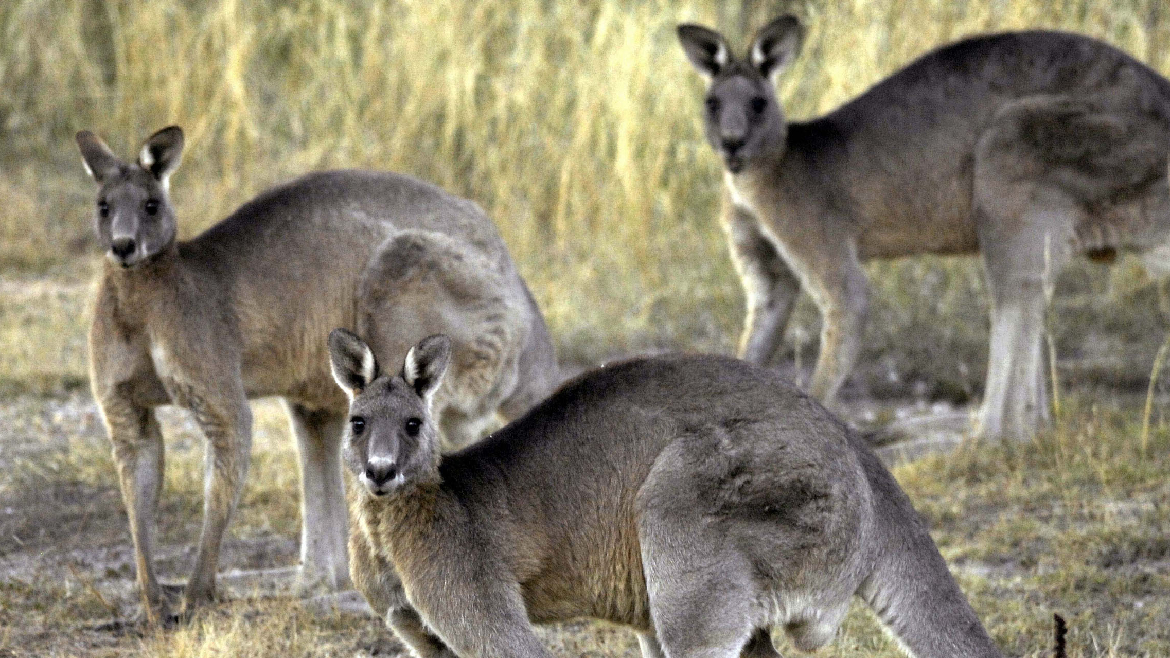 Oregon lawmaker introduces a bill that would ban the sale of kangaroo parts 