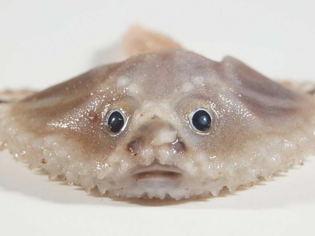 Kai the Fish Guy shows off strange deepsea fishes found in the Indian