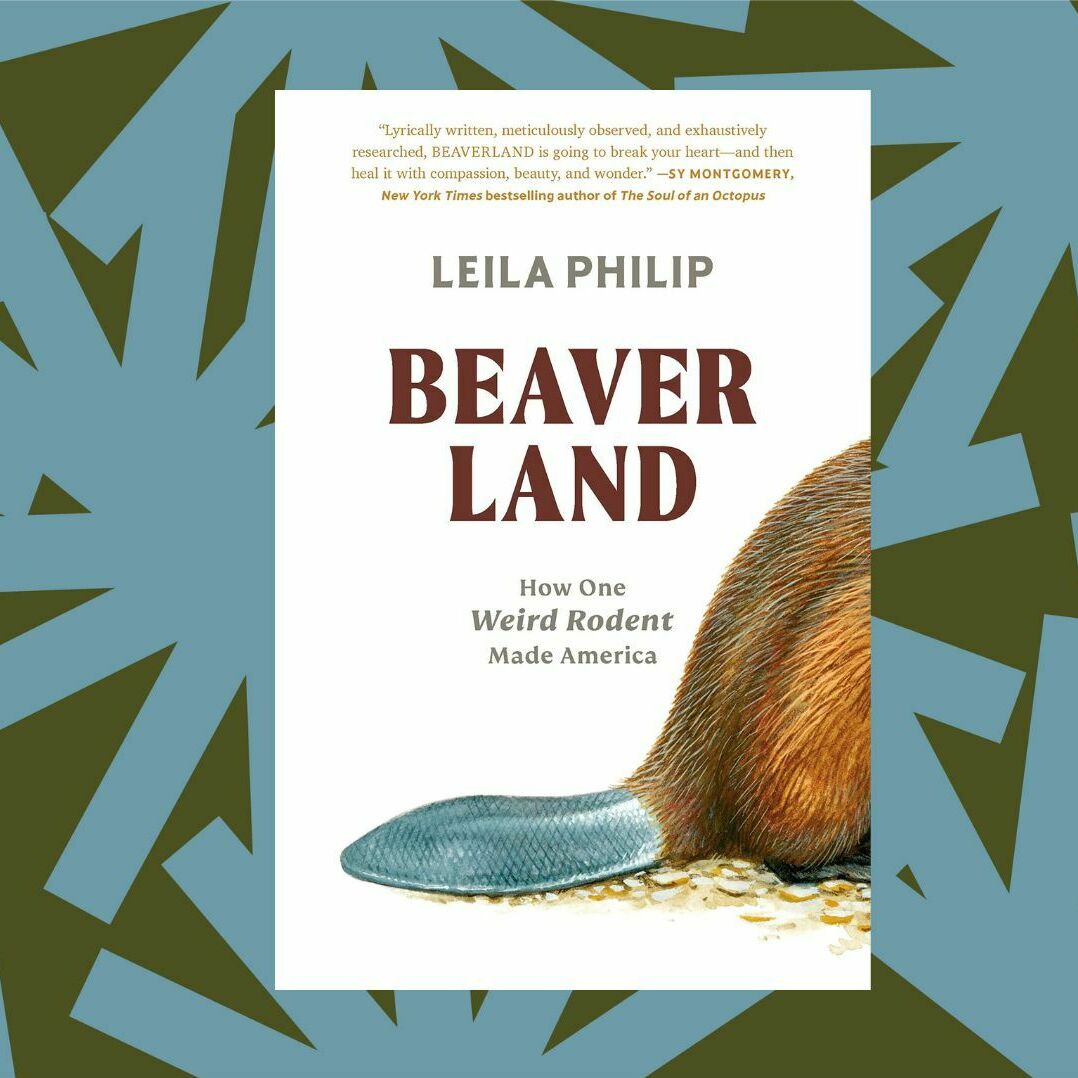 In 'Beaverland,' Leila Philip credits the beaver with building America