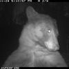 A curious Colorado bear strikes a pose for 400 selfies on a wildlife camera