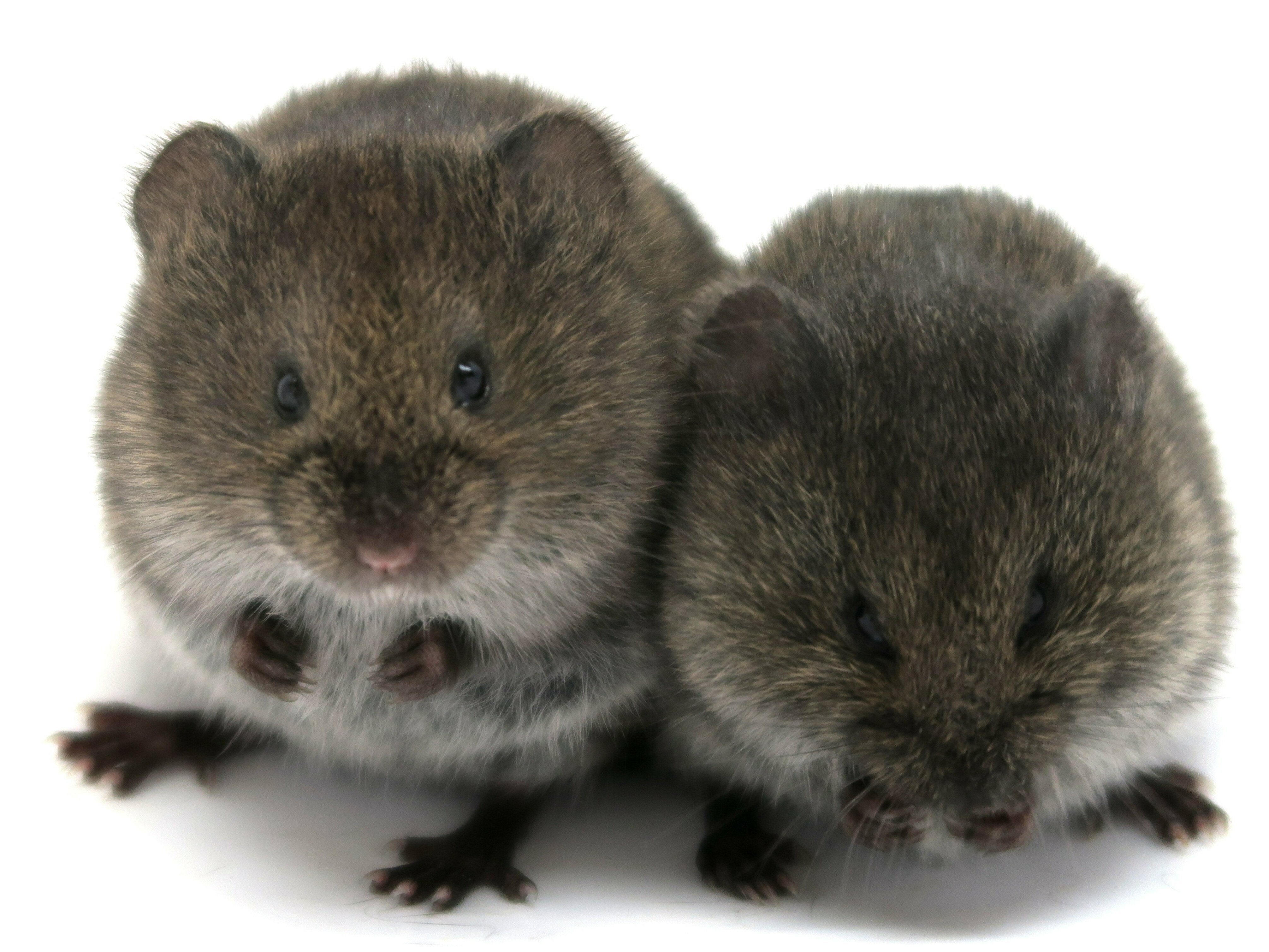 Prairie voles don't need 'love hormone' oxytocin to bond, study finds :  Shots - Health News : NPR