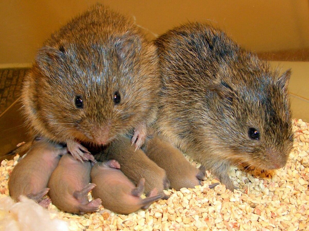 Prairie voles don't need 'love hormone' oxytocin to bond, study finds : Shots