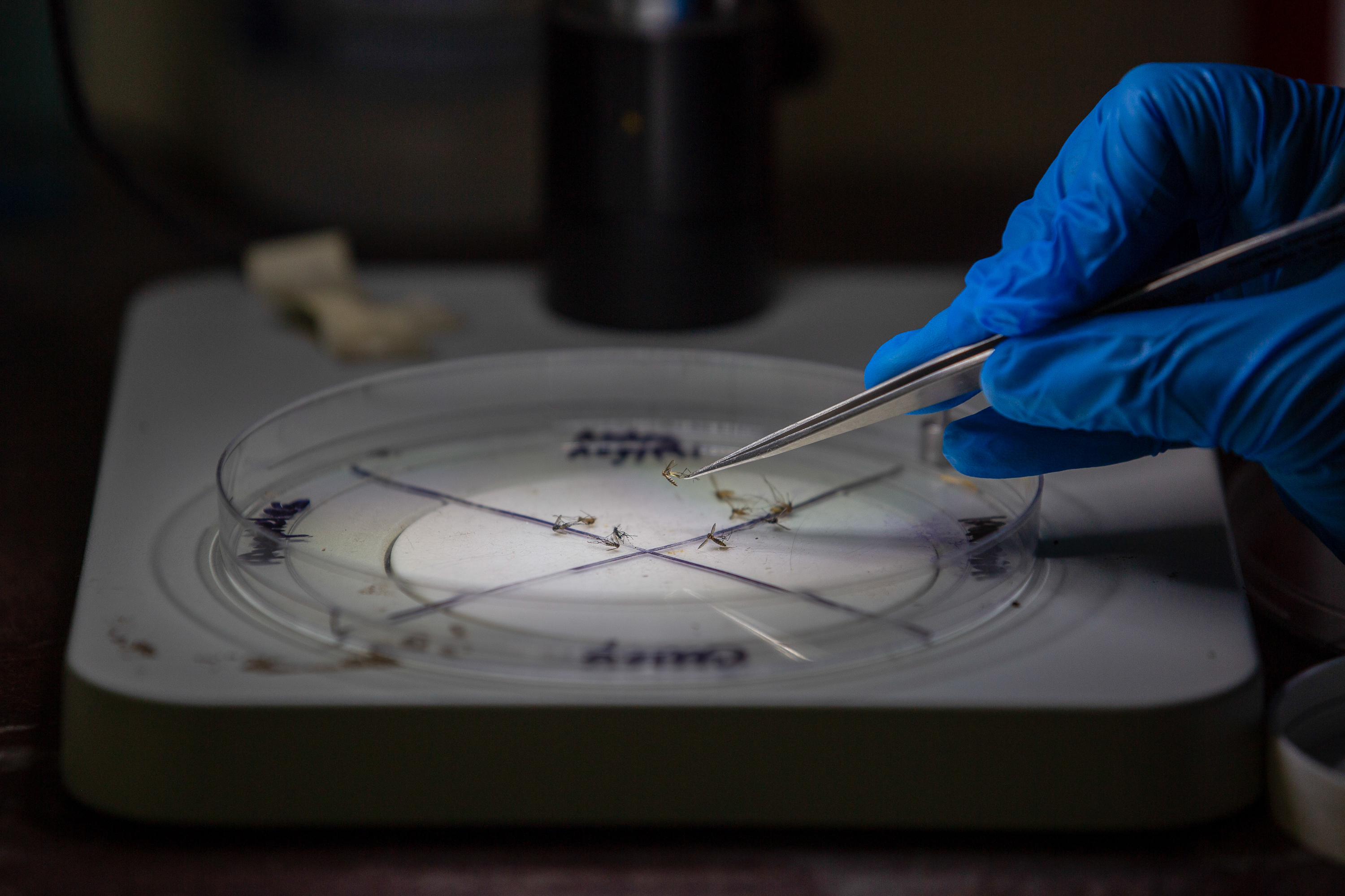 For these virus-hunting scientists, the 'real gold' is what's in a
