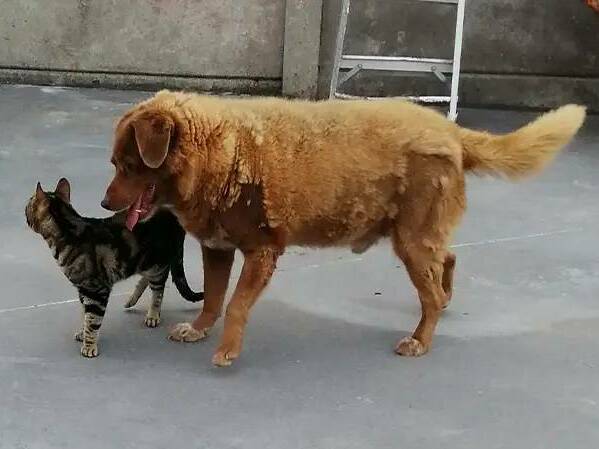 A Portuguese Pooch That Was Almost Killed At Birth Has Become The World   Bobi Licking A Cat Tcm25 736219 9460f505b61c0854c4cdf2235a891cb3f4370aca 