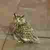 A Eurasian eagle owl has escaped from the Central Park Zoo and is still loose