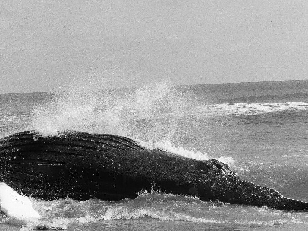 Experts explain why humpback whales are washing up on the East Coast