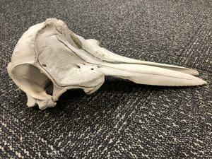 A dolphin skull was found in someone's luggage in Detroit - Vimarsana News