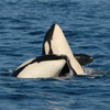 Killer whale moms are still supporting their adult sons — and it's costing them