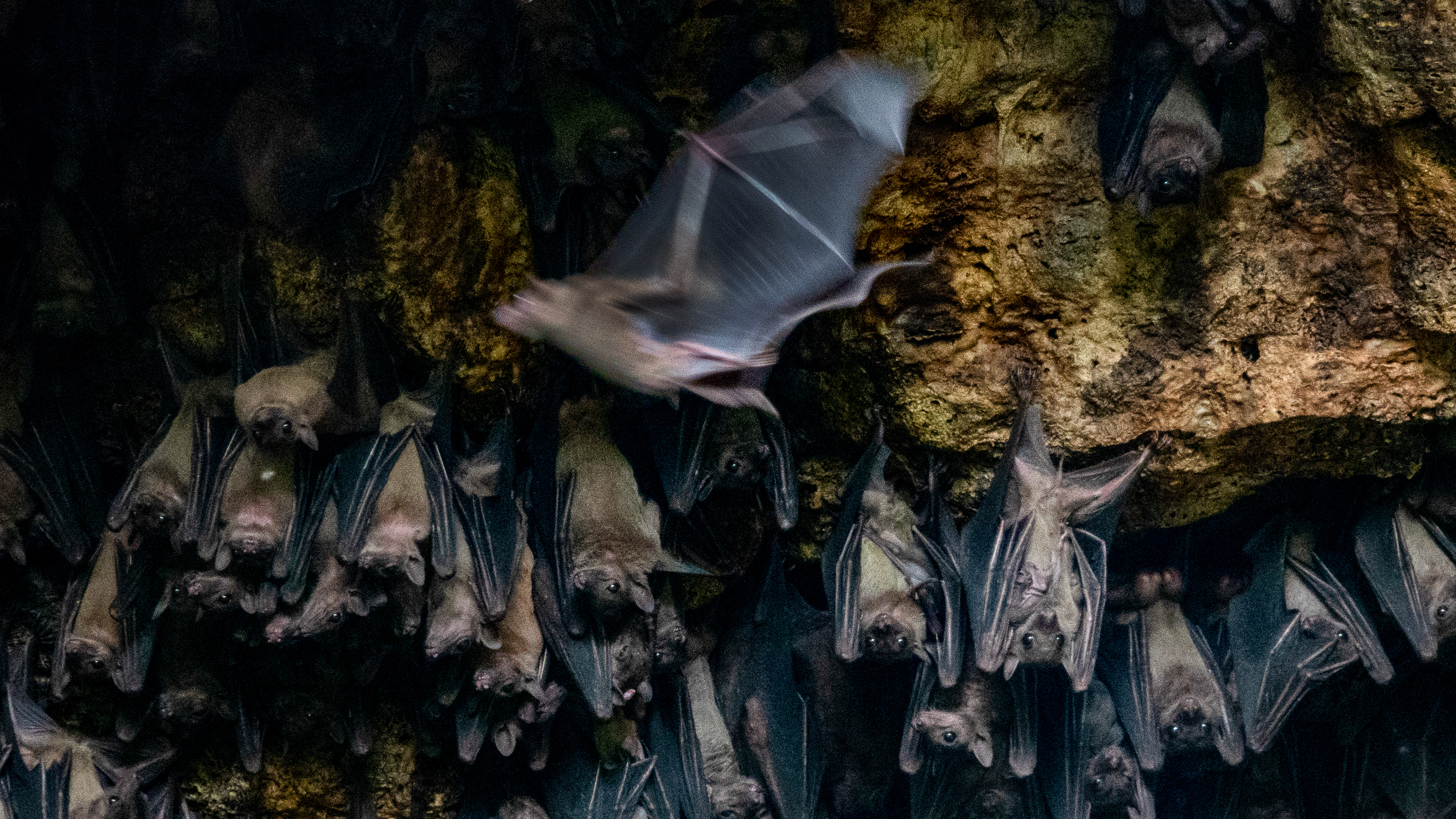 Bats congregate in the Bat Cave in Queen Elizabeth National Park on August 24, 2018. Scientists placed GPS devices on some of the bats to determine flight patterns and how they transmit Marburg virus to humans. Approximately 50,000 bats dwell in the cave.