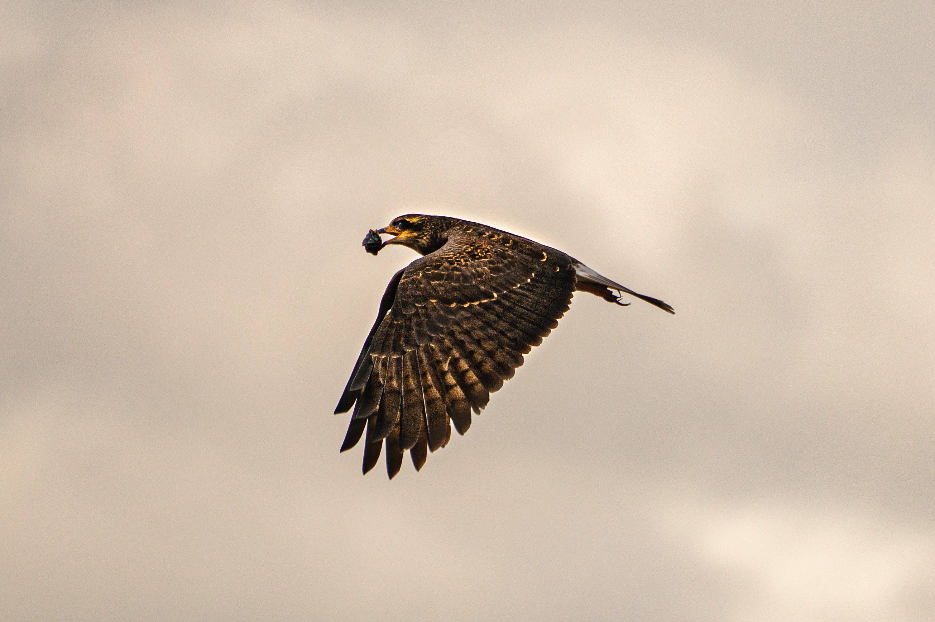 A female Snail Kite carries an Apple Snail in her mouth while flying over Lake Okeechobee in Moore Haven, Fla. on February 10, 2023. (Sydney Walsh for NPR)