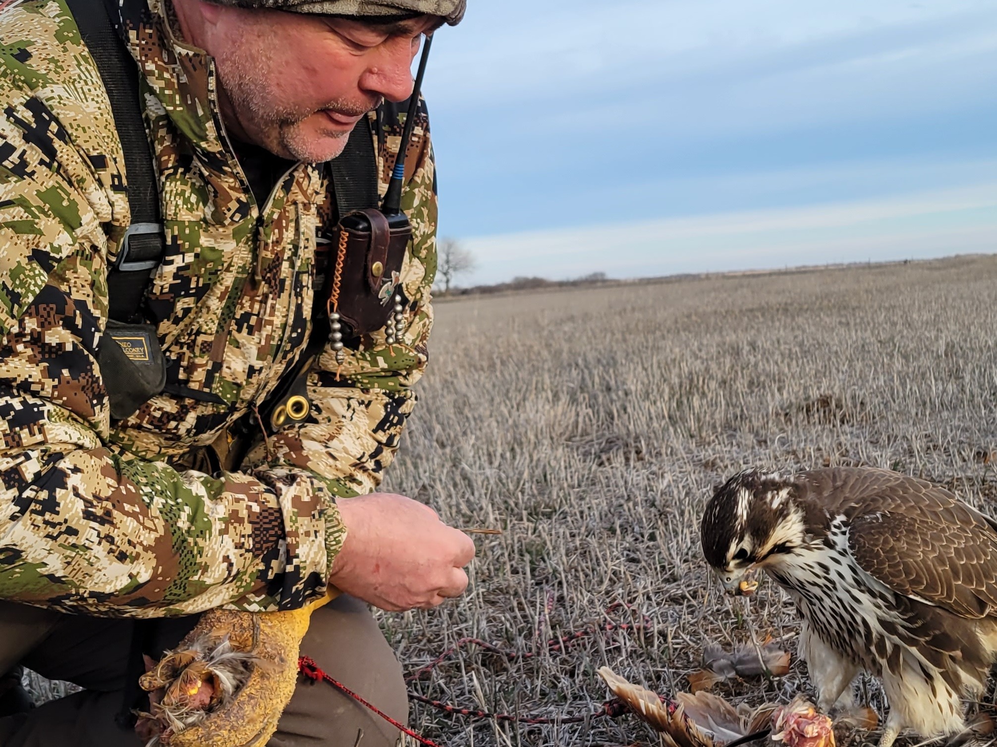 On the Kansas prairie, a master falconer develops a unique bond with