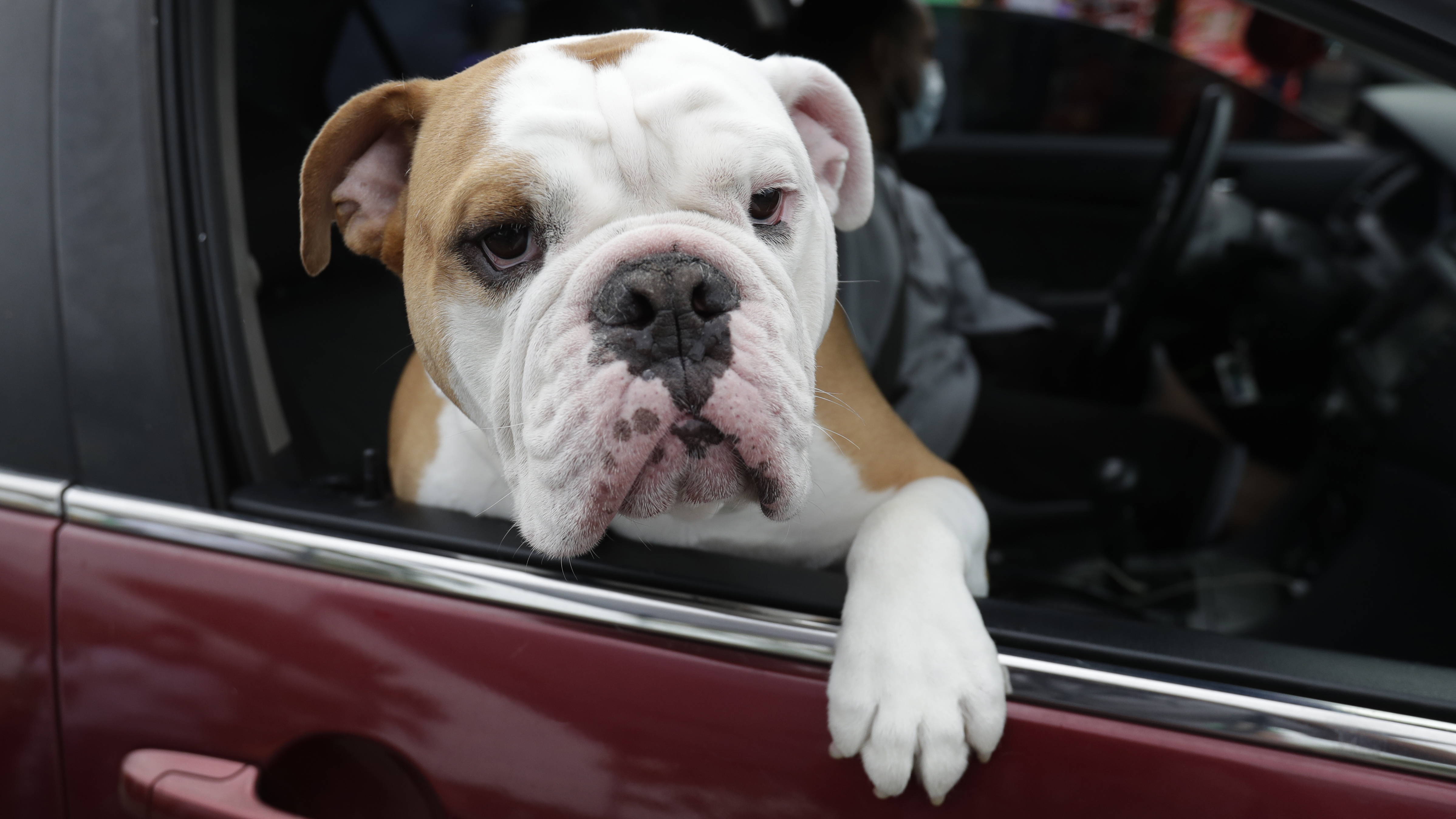 A proposed bill in Florida would ban dogs from hanging their heads out of car windows