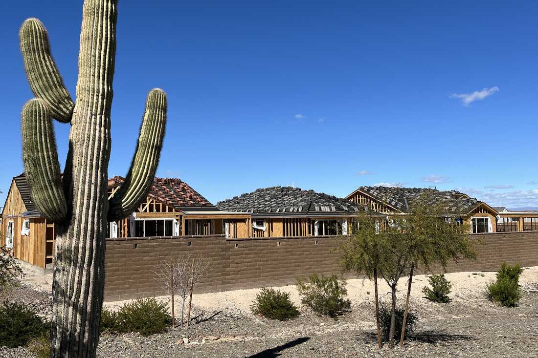 The extreme heat in Phoenix is withering some of its famed saguaro  cactuses, with no end in sight