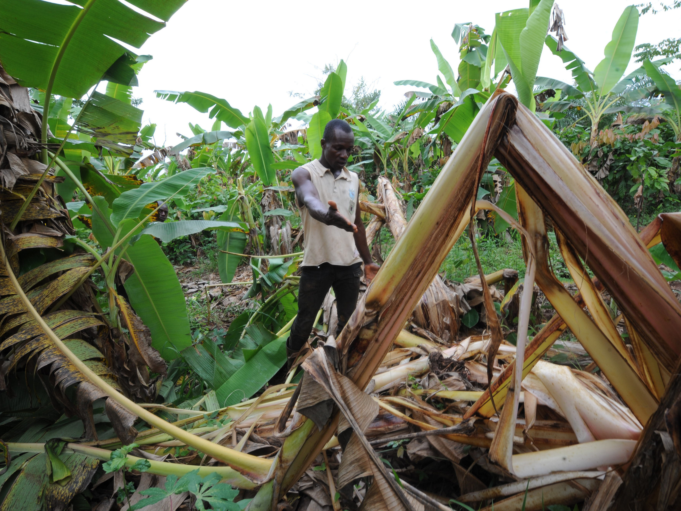 A farmer shows the damages done to his cocoa plantation by an elephant in West Africa. New research says climate change is putting wildlife and humans in conflict more often. (AFP via Getty Images)